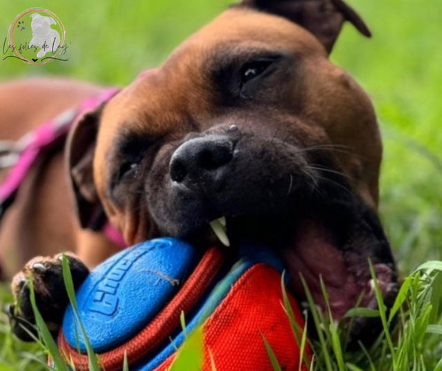Jouets pour chiens - Les folies de Lay’