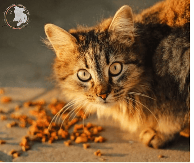 Gourmandises pour Chats