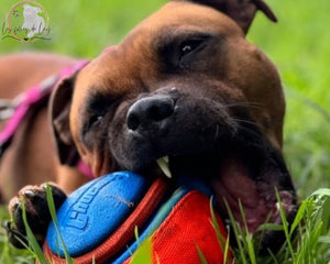 Jouets pour chiens - Les folies de Lay’
