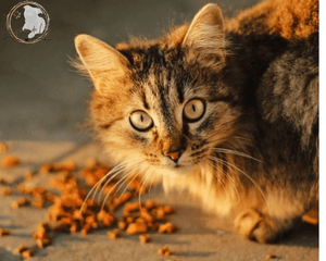 Collection image for: Gourmandises pour Chats