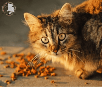 Gourmandises pour Chats