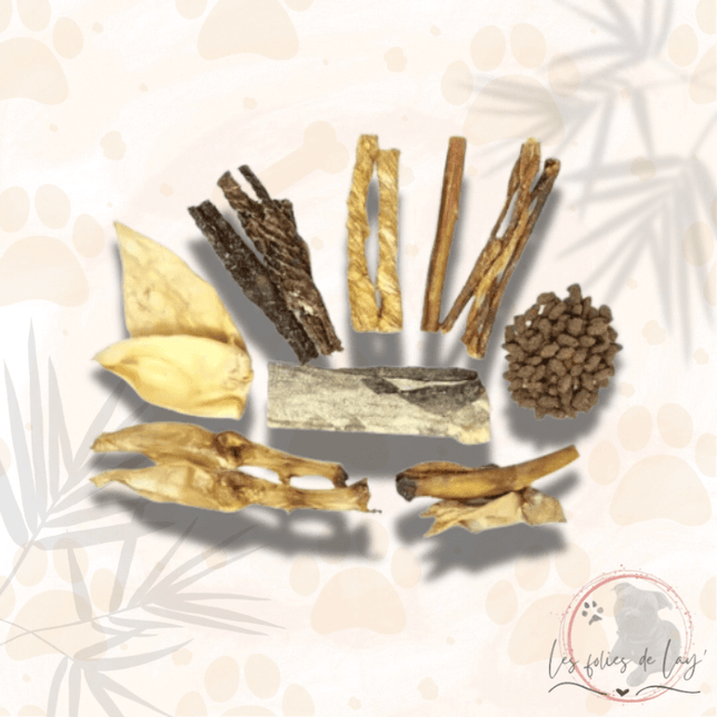 Pack Mastication Découverte